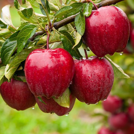 سیب صادراتی